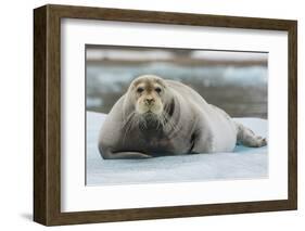 Norway. Svalbard. 14th of July Glacier. Bearded Seal on an Ice Floe-Inger Hogstrom-Framed Photographic Print