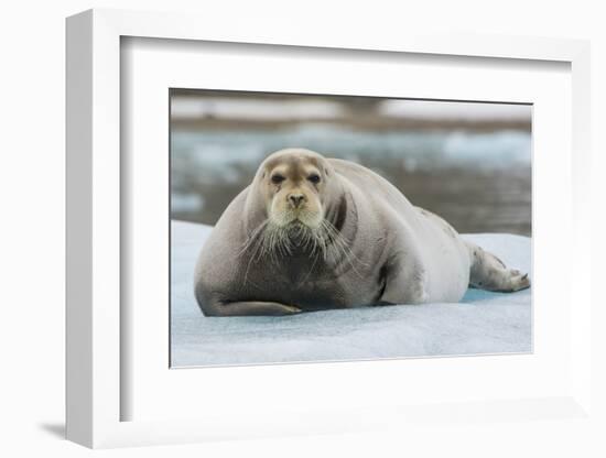 Norway. Svalbard. 14th of July Glacier. Bearded Seal on an Ice Floe-Inger Hogstrom-Framed Photographic Print