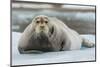 Norway. Svalbard. 14th of July Glacier. Bearded Seal on an Ice Floe-Inger Hogstrom-Mounted Photographic Print