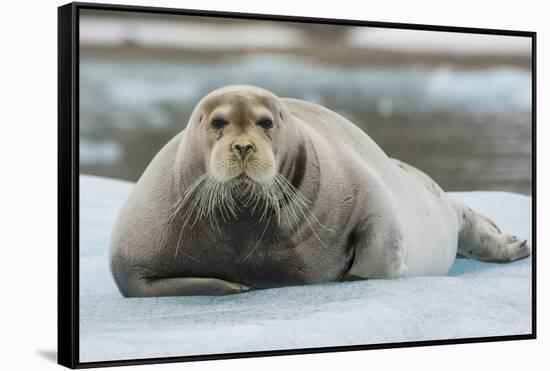 Norway. Svalbard. 14th of July Glacier. Bearded Seal on an Ice Floe-Inger Hogstrom-Framed Stretched Canvas