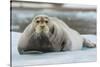 Norway. Svalbard. 14th of July Glacier. Bearded Seal on an Ice Floe-Inger Hogstrom-Stretched Canvas