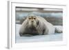 Norway. Svalbard. 14th of July Glacier. Bearded Seal on an Ice Floe-Inger Hogstrom-Framed Photographic Print