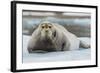 Norway. Svalbard. 14th of July Glacier. Bearded Seal on an Ice Floe-Inger Hogstrom-Framed Photographic Print