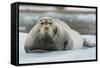 Norway. Svalbard. 14th of July Glacier. Bearded Seal on an Ice Floe-Inger Hogstrom-Framed Stretched Canvas