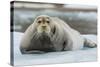 Norway. Svalbard. 14th of July Glacier. Bearded Seal on an Ice Floe-Inger Hogstrom-Stretched Canvas