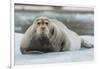 Norway. Svalbard. 14th of July Glacier. Bearded Seal on an Ice Floe-Inger Hogstrom-Framed Photographic Print