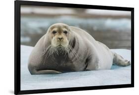 Norway. Svalbard. 14th of July Glacier. Bearded Seal on an Ice Floe-Inger Hogstrom-Framed Photographic Print