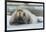 Norway. Svalbard. 14th of July Glacier. Bearded Seal on an Ice Floe-Inger Hogstrom-Framed Photographic Print