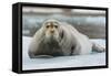 Norway. Svalbard. 14th of July Glacier. Bearded Seal on an Ice Floe-Inger Hogstrom-Framed Stretched Canvas