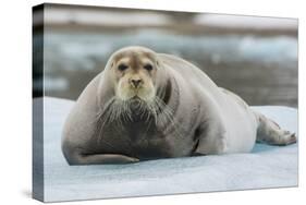 Norway. Svalbard. 14th of July Glacier. Bearded Seal on an Ice Floe-Inger Hogstrom-Stretched Canvas