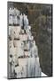 Norway. Svalbard. Alkefjellet. Colony of Common Guillemots-Inger Hogstrom-Mounted Photographic Print