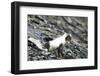 Norway. Svalbard. Barentsoya. Arctic Fox in a Mixed Coat-Inger Hogstrom-Framed Premium Photographic Print