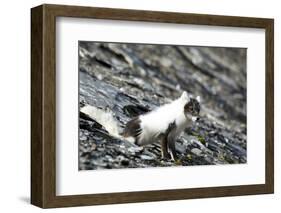 Norway. Svalbard. Barentsoya. Arctic Fox in a Mixed Coat-Inger Hogstrom-Framed Photographic Print