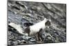 Norway. Svalbard. Barentsoya. Arctic Fox in a Mixed Coat-Inger Hogstrom-Mounted Photographic Print