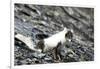 Norway. Svalbard. Barentsoya. Arctic Fox in a Mixed Coat-Inger Hogstrom-Framed Photographic Print