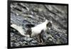 Norway. Svalbard. Barentsoya. Arctic Fox in a Mixed Coat-Inger Hogstrom-Framed Photographic Print