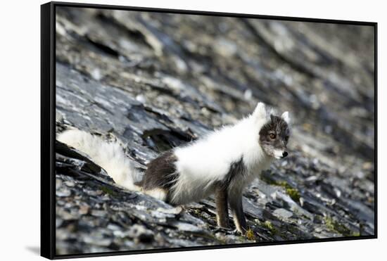 Norway. Svalbard. Barentsoya. Arctic Fox in a Mixed Coat-Inger Hogstrom-Framed Stretched Canvas