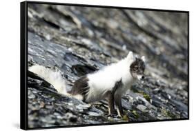 Norway. Svalbard. Barentsoya. Arctic Fox in a Mixed Coat-Inger Hogstrom-Framed Stretched Canvas