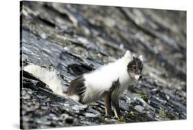 Norway. Svalbard. Barentsoya. Arctic Fox in a Mixed Coat-Inger Hogstrom-Stretched Canvas