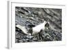Norway. Svalbard. Barentsoya. Arctic Fox in a Mixed Coat-Inger Hogstrom-Framed Photographic Print