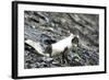 Norway. Svalbard. Barentsoya. Arctic Fox in a Mixed Coat-Inger Hogstrom-Framed Photographic Print