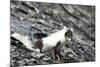 Norway. Svalbard. Barentsoya. Arctic Fox in a Mixed Coat-Inger Hogstrom-Mounted Photographic Print