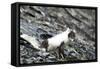 Norway. Svalbard. Barentsoya. Arctic Fox in a Mixed Coat-Inger Hogstrom-Framed Stretched Canvas