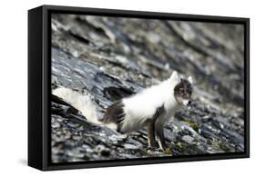 Norway. Svalbard. Barentsoya. Arctic Fox in a Mixed Coat-Inger Hogstrom-Framed Stretched Canvas