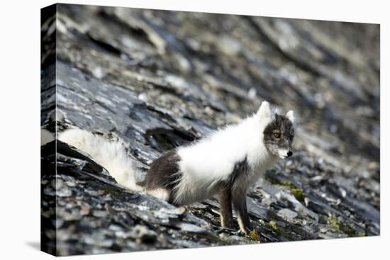 Norway. Svalbard. Barentsoya. Arctic Fox in a Mixed Coat-Inger Hogstrom-Stretched Canvas