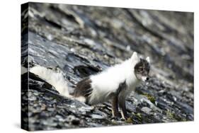 Norway. Svalbard. Barentsoya. Arctic Fox in a Mixed Coat-Inger Hogstrom-Stretched Canvas