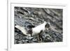 Norway. Svalbard. Barentsoya. Arctic Fox in a Mixed Coat-Inger Hogstrom-Framed Photographic Print