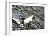 Norway. Svalbard. Barentsoya. Arctic Fox in a Mixed Coat-Inger Hogstrom-Framed Photographic Print