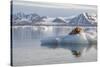 Norway, Svalbard. Bearded Seal Resting on Ice-Jaynes Gallery-Stretched Canvas