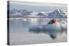 Norway, Svalbard. Bearded Seal Resting on Ice-Jaynes Gallery-Stretched Canvas