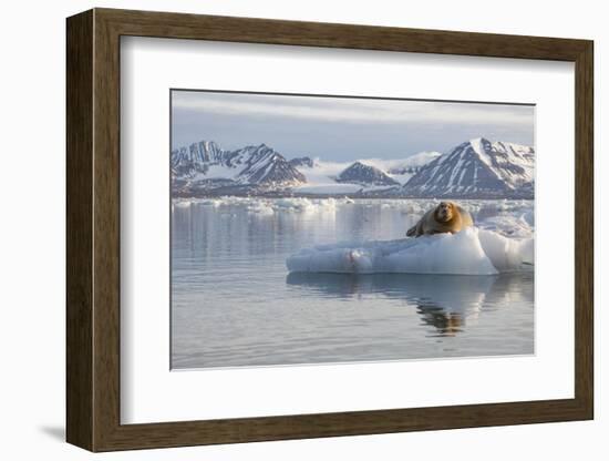 Norway, Svalbard. Bearded Seal Resting on Ice-Jaynes Gallery-Framed Photographic Print