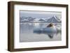 Norway, Svalbard. Bearded Seal Resting on Ice-Jaynes Gallery-Framed Photographic Print