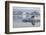 Norway, Svalbard. Bearded Seal Resting on Ice-Jaynes Gallery-Framed Photographic Print