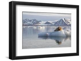 Norway, Svalbard. Bearded Seal Resting on Ice-Jaynes Gallery-Framed Photographic Print