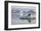Norway, Svalbard. Bearded Seal Resting on Ice-Jaynes Gallery-Framed Photographic Print