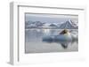 Norway, Svalbard. Bearded Seal Resting on Ice-Jaynes Gallery-Framed Photographic Print