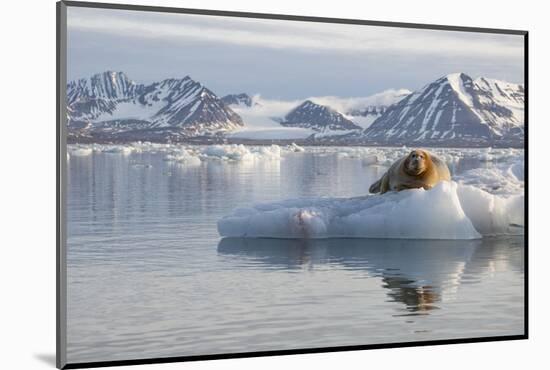 Norway, Svalbard. Bearded Seal Resting on Ice-Jaynes Gallery-Mounted Photographic Print