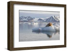 Norway, Svalbard. Bearded Seal Resting on Ice-Jaynes Gallery-Framed Premium Photographic Print