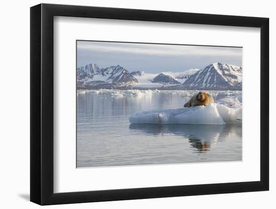 Norway, Svalbard. Bearded Seal Resting on Ice-Jaynes Gallery-Framed Premium Photographic Print