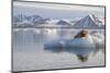 Norway, Svalbard. Bearded Seal Resting on Ice-Jaynes Gallery-Mounted Premium Photographic Print