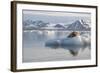 Norway, Svalbard. Bearded Seal Resting on Ice-Jaynes Gallery-Framed Photographic Print