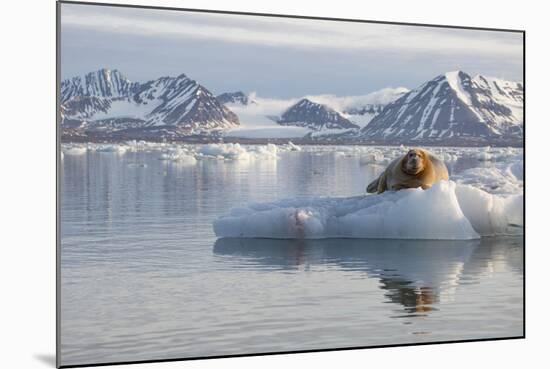 Norway, Svalbard. Bearded Seal Resting on Ice-Jaynes Gallery-Mounted Photographic Print