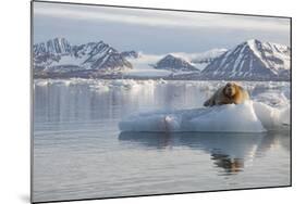 Norway, Svalbard. Bearded Seal Resting on Ice-Jaynes Gallery-Mounted Photographic Print