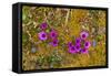 Norway. Svalbard. Bellsund. Camp Millar. Purple Saxifrage-Inger Hogstrom-Framed Stretched Canvas