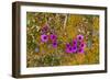 Norway. Svalbard. Bellsund. Camp Millar. Purple Saxifrage-Inger Hogstrom-Framed Photographic Print