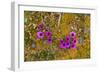 Norway. Svalbard. Bellsund. Camp Millar. Purple Saxifrage-Inger Hogstrom-Framed Photographic Print